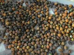 तळकोकणात सुपारीवर गळ रोगाचा प्रादुर्भाव, 70 टक्क्यांहून अधिक पिकाची गळ; शेतकऱ्यांना आर्थिक फटका