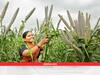 Millets 2023: आज भी है दमदार कमाई का साधन है दुनिया की सबसे पुरानी फसल, जानें आखिर ऐसा क्या खास है बाजरा में