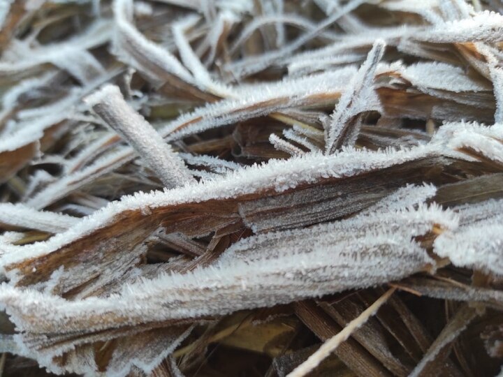 Rajasthan Weather Update: घने कोहरे के बीच जारी है कड़ाके की सर्दी का सितम, यहां ठंड में पानी बन जा रहा है बर्फ