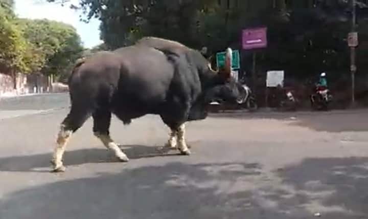 अनेकदा या परिसरात गव्यांची दहशत बघायला मिळते.