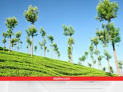 किसान अपने खेत में भूलकर भी ना लगाएं ये वाला पेड़, मुनाफे के चक्कर में जमीन हो जाएगी बंजर