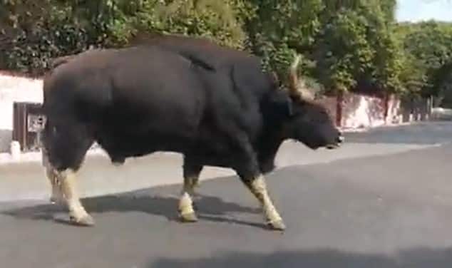 या जंगली गव्यामुळे या परिसरातील अनेक शेतकऱ्यांना कायमस्वरूपी तोंड द्यावे लागते.