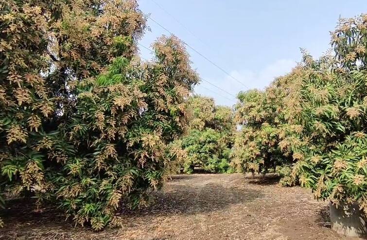 Farmers ripening saffron mangoes are disturbed due to strong winds ગીર સોમનાથ: ત્રણ દિવસથી ભારે પવનના કારણે કેસર કેરી પકવતા ખેડૂતો ભયભીત