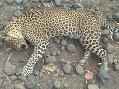 उदयपुर में भूखे पैंथर ने किया बाप-बेटे पर हमला,नाराज ग्रामीणों लाठी से पीट-पीटकर मार डाला