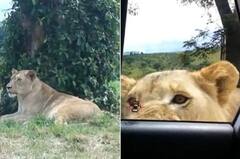 Shocking Video: ਸ਼ੇਰਨੀ ਨੇ ਅਚਾਨਕ ਖੋਲ੍ਹਿਆ ਸੈਲਾਨੀਆਂ ਦੀ ਕਾਰ ਦਾ ਦਰਵਾਜ਼ਾ, ਵੀਡੀਓ ਦੇਖ ਕੇ ਉੱਡ ਜਾਣਗੇ ਤੁਹਾਡੇ ਹੋਸ਼