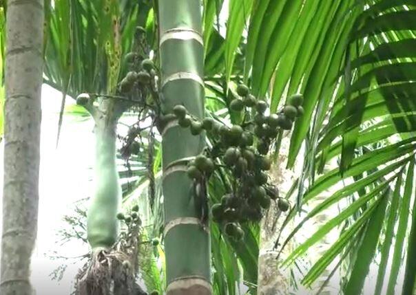सिंधुदुर्ग जिल्ह्यातील सांवतवाडी आणि दोडामार्ग या तालुक्यात सर्वाधिक सुपारीचे सर्वाधिक उत्पादन घेतलं जाते. याच ठिकाणी 70 टक्क्याहून अधिक सुपारीला गळ रोगाचा प्रादुर्भाव झाला आहे. त्यामुळं शेतकऱ्यांचे आर्थिक बजेट कोलमडलं आहे.