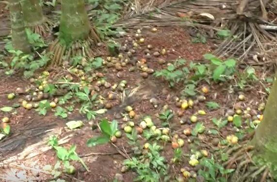 सिंधुदुर्ग जिल्ह्यात सुपारीवर गळ रोगाचा प्रादुर्भाव झाला आहे. या जिल्ह्यात  70 टक्क्यांहून अधिक सुपारी पिकाची गळ झाली आहे. याचा शेतकऱ्यांना  मोठा आर्थिक फटका बसला आहे.