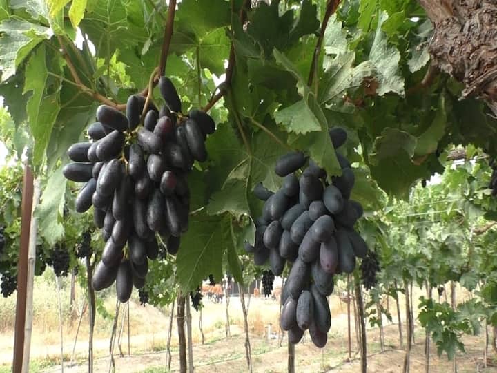 maharashtra News Aurangabad News Grapes in Marathwada are fetching record prices Black grape 121 to 130 and plain grape 70 to 80 kg Grape Farming: मराठवाड्यातील द्राक्षांना मिळतोय विक्रमी दर; काळी द्राक्षं 121 ते 130 तर साधी द्राक्षं 70 ते 80 किलो