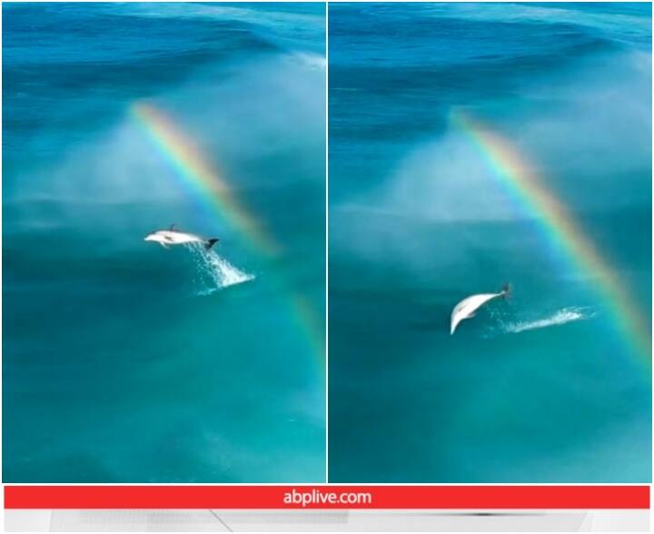 Rainbow can be seen forming as a dolphin jumps while swimming in sea Viral Video Viral Video: डॉल्फिन के पानी से निकलते ही बना इंद्रधनुष, दिल जीत रहा नजारा