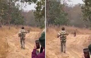 Video: ਜੰਗਲ ਸਫਾਰੀ ਦੌਰਾਨ ਇੱਕ ਵਿਅਕਤੀ ਨੇ ਮੋਬਾਈਲ ਨਾਲ ਟਾਈਗਰ ਦਾ ਪਿੱਛਾ ਕਰਨਾ ਸ਼ੁਰੂ ਕਰ ਦਿੱਤਾ, ਯੂਜ਼ਰਸ ਨੇ ਕੀਤਾ ਟ੍ਰੋਲ