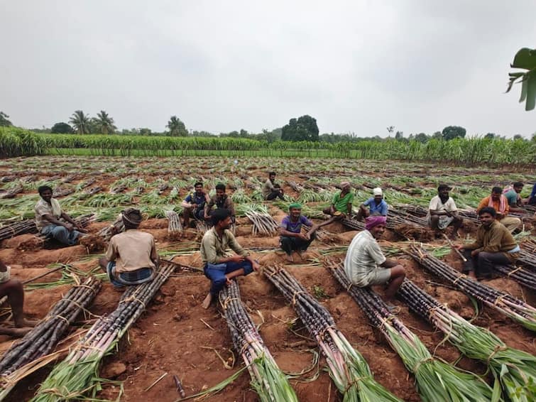 Sugarcane farmers are upset about the cuddalore colelctor's  new restriction on sugarcane procurement TNN கரும்பு கொள்முதல் ...கறார் காட்டும் கலெக்டர்.. கண்ணீரோடு காத்திருக்கும்  விவசாயிகள்