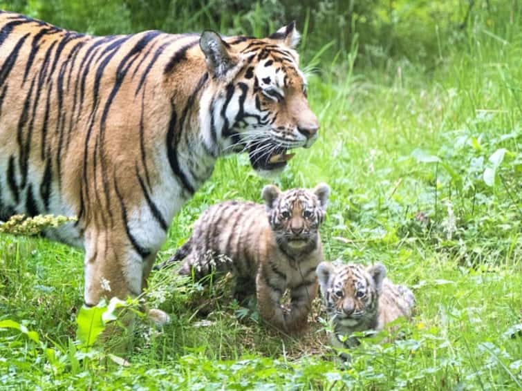 MP Loses More Than Twice The Cats Than Its Nearest Rival For Tiger State Tag Karnataka In 2022 MP Loses More Than Twice The Cats Than Its Nearest Rival For 'Tiger State' Tag K'taka In 2022