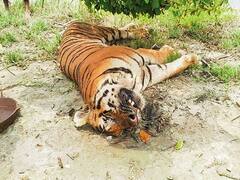 Tiger : இந்தியாவின் 'புலி மாநிலம்'...தொடர் அழிவில் தேசிய விலங்கு...ஒரே ஆண்டில் இத்தனை இறப்புகளா...மர்மம் என்ன..?