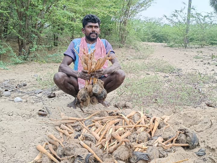 பொங்கல் தொகுப்பில் பனங்கிழங்கை சேர்க்க நடவடிக்கை எடுக்க வேண்டும் - தொழிலாளர்கள்