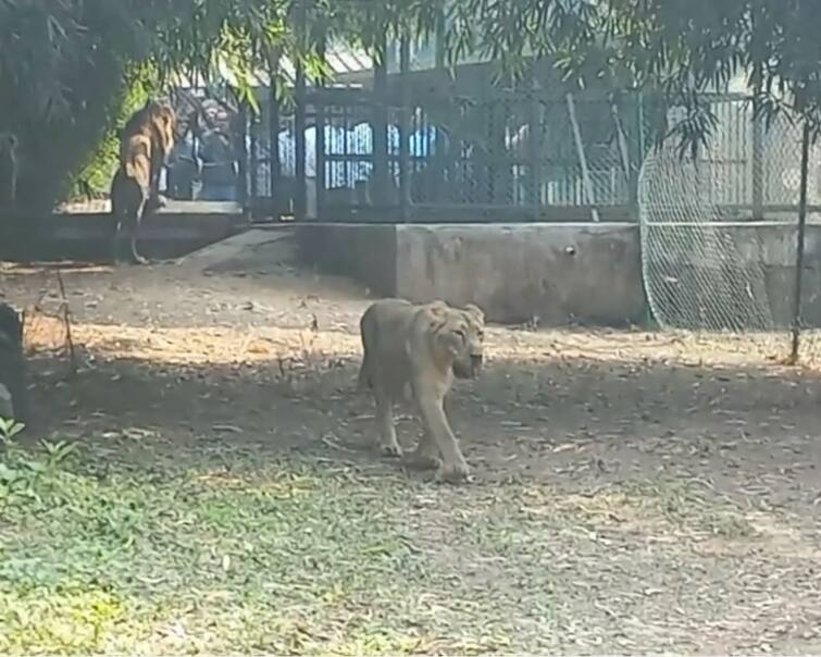 An Asiatic lion was brought to the Lion Safari in Dadra Nagar Haveli Asiatic lion: હવે દક્ષિણ ગુજરાતમાં સાંભળવા મળશે એશિયાટિક સિંહની ડણક, ગીરનો નહીં થાય ધક્કો