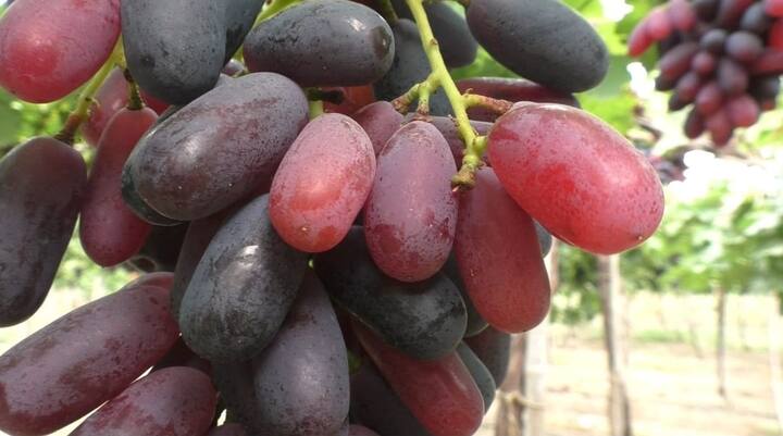 मराठवाड्यातील निवडक भागात द्राक्षाची लागवड होते.