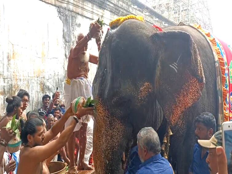 Mayiladuthurai commemorating 50 years of Abhayambika elephant visiting Mayuranathar Temple! அபயாம்பிகை யானை மயூரநாதர் கோயிலுக்கு வருகை தந்து 50 ஆண்டுகள் நிறைவு  - மயிலாடுதுறையில் கோலாகலம்