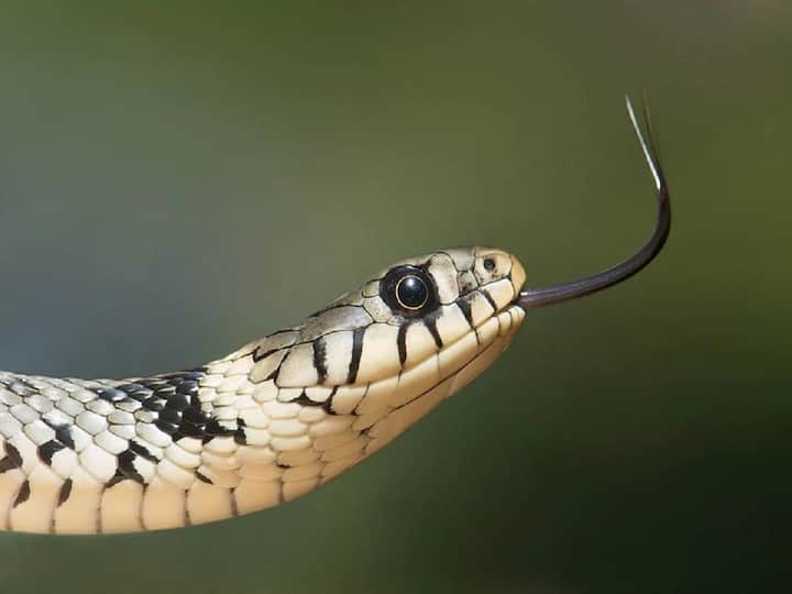 Viral News: Pet snake found in woman's bag at airport, airlines released X-ray picture Viral News: ఎయిర్‌పోర్ట్‌లో సెక్యూరిటీ అధికారులకు షాక్, మహిళ క్యారీబ్యాగ్‌లో కనిపించిన స్నేక్