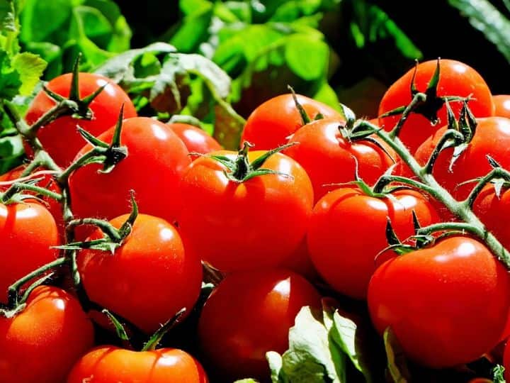 Excessive Tomato Consumption May Put Your Health In Risk Tomato Health Risk: टमाटर का ज्यादा सेवन भी खतरनाक, शरीर को हो सकते हैं ये 5 नुकसान