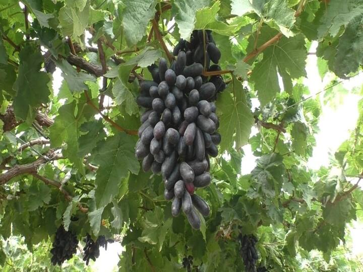 Grape Farming : मराठवाड्यात (Marathwada)  सध्या प्रतिकूल वातावरणात देखील द्राक्ष उत्पादक शेतकऱ्यांमध्ये आनंदाचे वातावरण आहे.