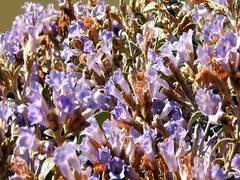 13 ஆண்டுகளுக்கு ஒருமுறை பூக்கும் அதிசயம்... கொடைக்கானலில் மலர்ந்தது அபூர்வ நீல குறிஞ்சி..!