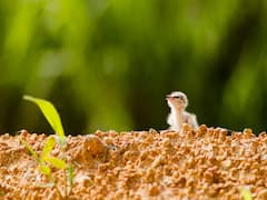 New Species Of Migratory Birds Sighted In Tripura