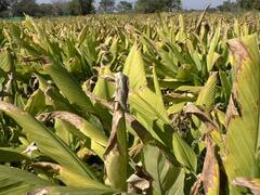 PHOTO: हळदीवर करप्याचं संकट, मार्गच सुचेना; राज्यभरात शेतकरी हवालदिल, सरकारकडून मदतीची अपेक्षा