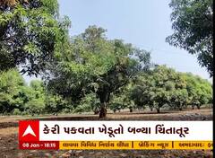 Gir somnath: ભારે પવન ફૂંકાતાં કેરીનું ફ્લાવરિંગ ખરી પડ્યું, ખેડૂતોને ઉત્પાદન ઘટવાનો ભય