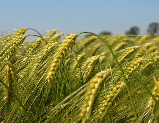 Wheat Production in india increase heat can affect Wheat Production : वाढत्या तापमानामुळं गहू उत्पादक शेतकरी चिंतेत; 'या' राज्यात तापमानात 10 अंश सेल्सिअसची वाढ 