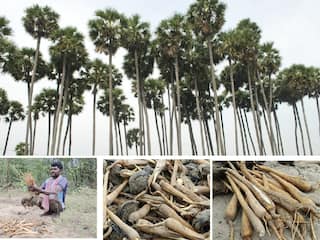 பொங்கல் தொகுப்பில் பனங்கிழங்கை சேர்க்க நடவடிக்கை எடுக்க வேண்டும் - தொழிலாளர்கள்