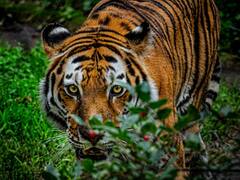 गडचिरोतील टी सिक्स वाघिणीच्या शोध अभियानात नवा ट्विस्ट, जंगलात आढळले मृत बछड्यांचे अवयव