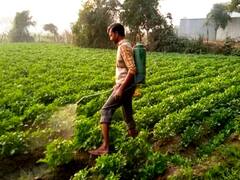 भैया ये यूपी है, आलू की फसल सर्दी से बच जाए इसलिए दनादन देशी शराब छिड़की जा रही है