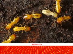 अब बढ़ रहा है दीमकों का प्रभाव... इस तरह चट कर जाएंगी दुनिया की सारी लकड़ी