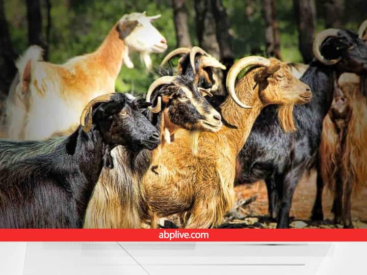 MP Govt providing indigenous breed goats on 75 percent subsidy for improving the breed of goats Pashupalan Yojana: देसी नस्ल की बकरियां बढ़ाएंगी इनकम, बिजनेस के लिए 75% पैसा तो सरकार दे रही है, पढ़ें प्लान