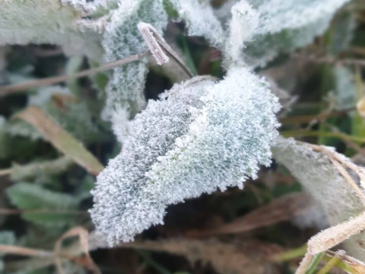 मौसम विज्ञानी अक्षय मोहन भट्ट ने बताया कि इन दिनों मौसम पूरी तरह साफ है. उत्तर और पश्चिमोत्तर दिशा से शुष्क हवा सरगुजा संभाग में बह रही है, क्योंकि उत्तरी और हिमालयन क्षेत्र में भारी हिमपात हुआ है. इसलिए वहां से आने वाली हवा काफी ठंड रहती है, यही कारण है कि उत्तरी छत्तीसगढ़ में अचानक तापमान में गिरावट हुई है. अभी दो-तीन दिनों तक यही स्थिति बनी रहने की संभावना है.