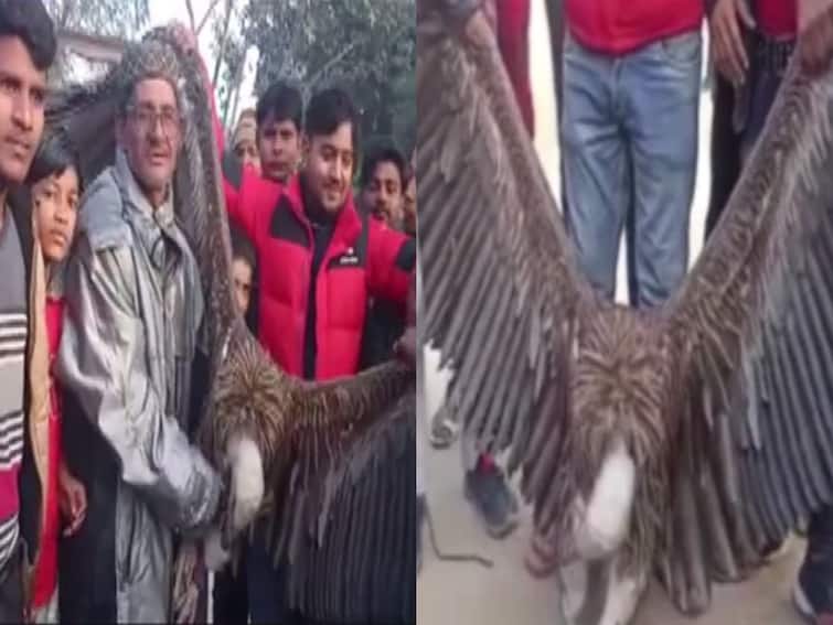 Locals Rescue Rare Himalayan Griffon Vulture From Kanpur Cemetery—Watch Locals Rescue Rare Himalayan Griffon Vulture From Kanpur Cemetery—Watch