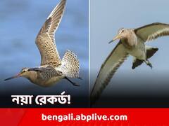 একটানা ১৩,৫৬০ কিলোমিটার উড়ে তাসমানিয়ায় অবতরণ, নয়া বিশ্বরেকর্ড ৫ মাস বয়সী পাখির