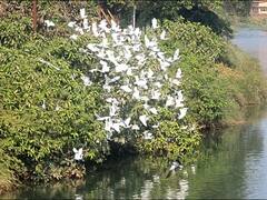 PHOTO: ही पांढरीशुभ्र फुलं नाहीत...! वाशिष्टीच्या तीरावर बगळ्यांची सफर, कोकणात पर्यटकांसाठी भन्नाट पर्वणी