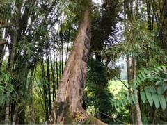 Weird News: ਇੱਥੇ ਬੱਚੇ ਮਰਨ ਤੋਂ ਬਾਅਦ 'ਰੁੱਖ' ਬਣ ਜਾਂਦੇ ਹਨ, ਮਾਪੇ ਉਨ੍ਹਾਂ ਨੂੰ ਬੱਚੇ ਸਮਝ ਕੇ ਕਰਦੇ ਹਨ ਪਿਆਰ!