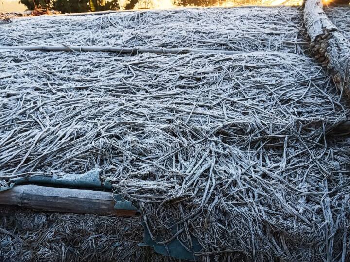 इसके अलावा सरगुजा जिले के मैनपाट में भी जमकर पाला पड़ा है. दूसरे दिन भी पुआल के ढेर और मैदानों में बर्फ के समान पाले की सफेद चादर बिछ गई थी. मौसम विज्ञानियों के अनुसार कड़ाके की ठंड का यह दौर अभी एक-दो दिनों तक और जारी रहने की संभावना है.