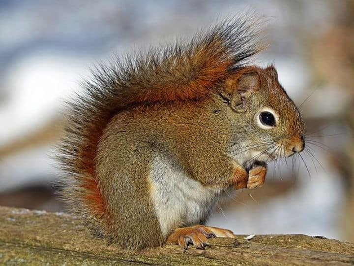 Climate change is causing changes in the body and behavior of squirrels गिलहरियों में क्लाइमेट चेंज की वजह से हो रहा है बदलाव, जानिए कैसा होगा आपके गिल्लू का भविष्य