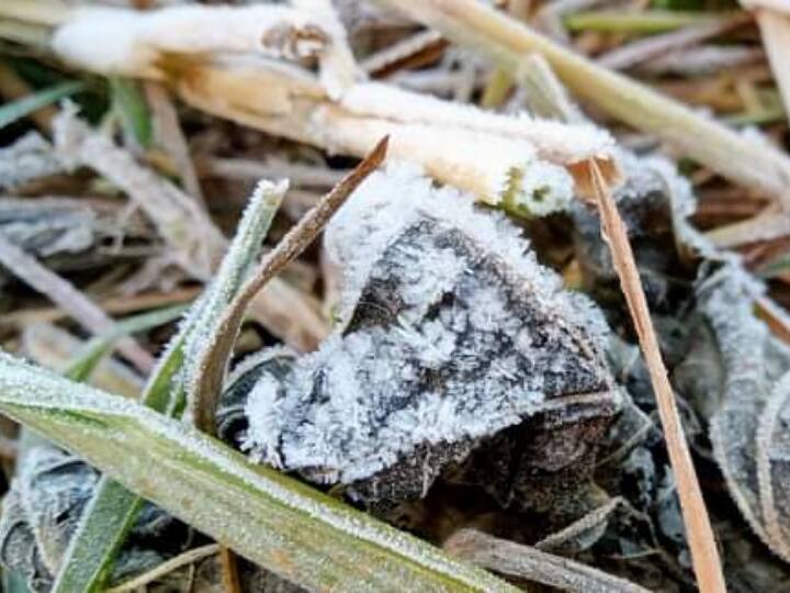 जनवरी के पहले पखवाड़े में उत्तरी छत्तीसगढ़ में ठंड के तीखे तेवर लोग महसूस कर रहे हैं. पहले लगातार चार दिनों तक घना कोहरा से जनजीवन बेहाल रहा. कोहरा छटा तो कड़ाके की ठंड से लोग सिहर उठे. हालत ऐसी हो गई कि शाम ढलते ही ठंड से राहत पाने लोग अलाव तापते रहते हैं. बाजार में रात 8 बजे के बाद चहल पहल कम हो जा रही है. इधर सुबह भी आवाजाही ठंड के कारण प्रभावित रहती है.