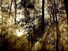 TN Weather: தமிழ்நாட்டில் பல்வேறு பகுதிகளில் அதிகாலையில் பனிமூட்டம் காணப்படும்