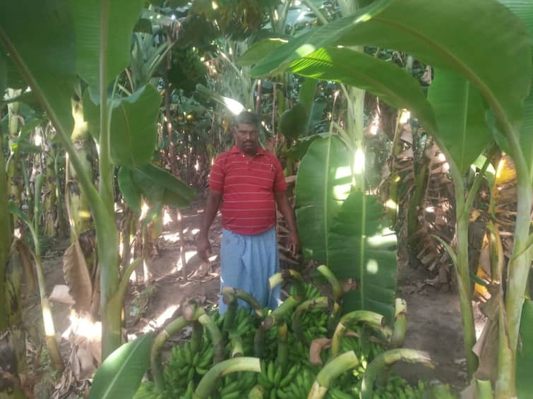 Banana sales goes in full swing due to Pongal festival TNN நெருங்கி வரும் பொங்கல் திருவிழா... வாழைத்தார் விற்பனை அமோகம்; கூடுதல் விலை கிடைப்பதால் விவசாயிகள் மகிழ்ச்சி