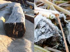 Chhattisgarh Weather: सरगुजा संभाग में ठंड का कहर, इन इलाकों में जमकर पड़ रहा पाला, हर दिन जम रही ओस की बूंदे, देखें तस्वीरें