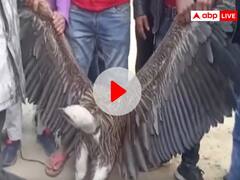 WATCH: कानपुर में मिला दुर्लभ प्रजाति का सफेद गिद्ध, बना कौतूहल का विषय, लोग बोले- हमने तो पहले...