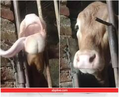 Video: दिमाग लगाकर गाय ने जीभ से खुद ही खोल दी कुंडी, ये वीडियो देखकर आप भी हैरान रह जाएंगे