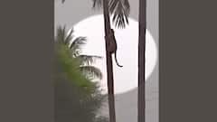 Leopard In Anantapur District Gudibanda: ఒకే చెట్టుపై 2 చిరుతలు, భయంలో ప్రజలు