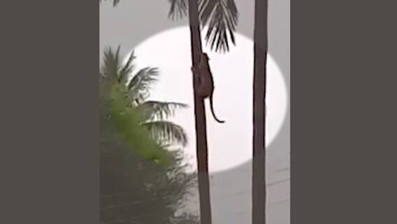 Leopard In Anantapur District Gudibanda: ఒకే చెట్టుపై 2 చిరుతలు, భయంలో ప్రజలు