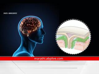 Brains Waste : शास्त्रज्ञांनी उलगडलं नवं रहस्य; मेंदूतील कचऱ्याची विल्हेवाट लावणारी रचना, काय आहे खास?